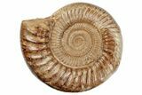 Jurassic Ammonite (Perisphinctes) - Madagascar #191599-1